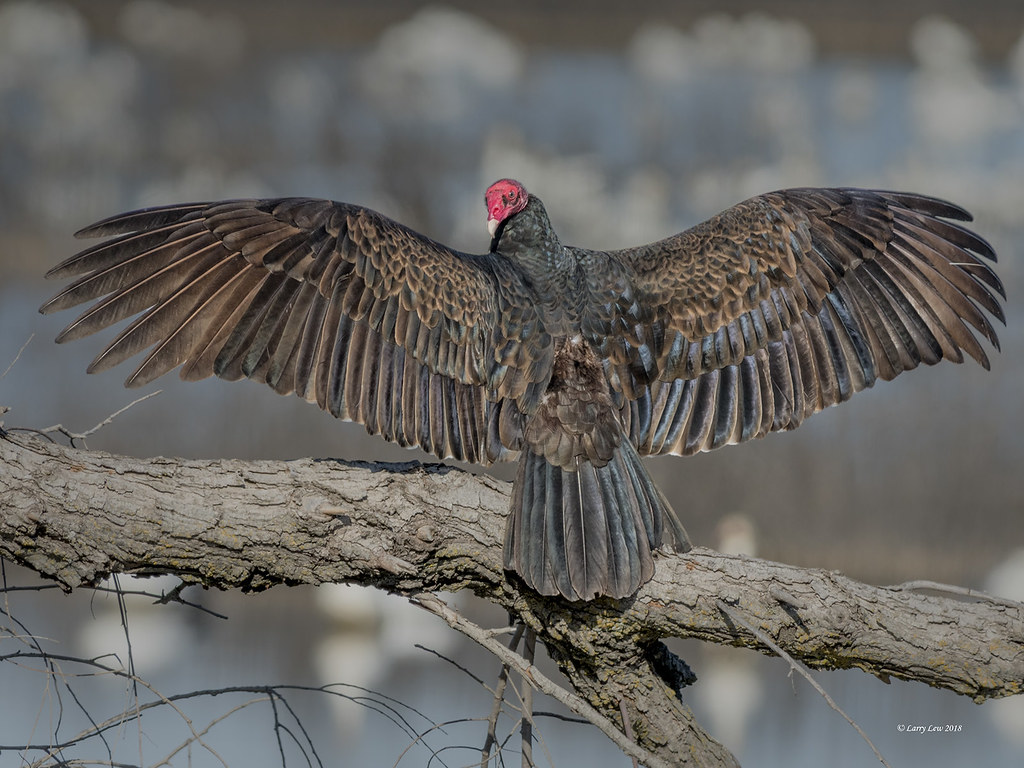 Turkey Vulture Drying Wings_ALc1612_Nik_TGFFI15S_L517497_… Flickr