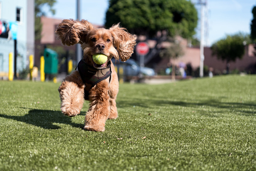 West Hollywood Park Offleash Dog Parks Grand Opening Flickr