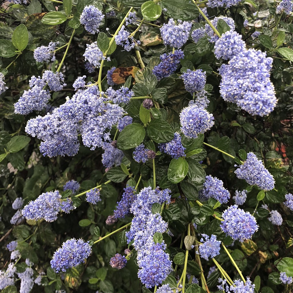 California "Lilacs" aka Ceanothus, various varieties. Now … Flickr