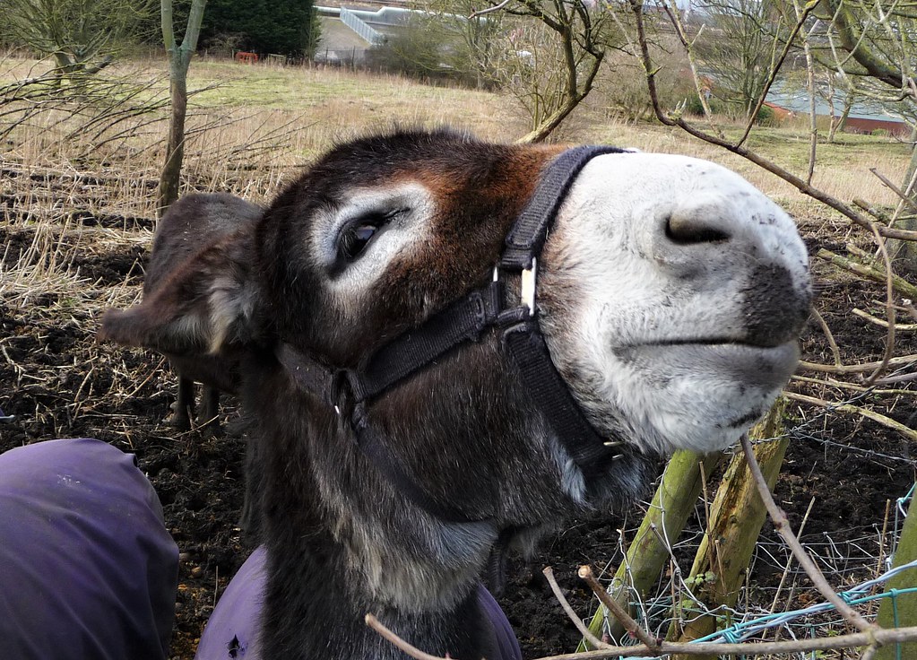 Donkey awaiting a treat Scarborough beach donkeys in their… Flickr