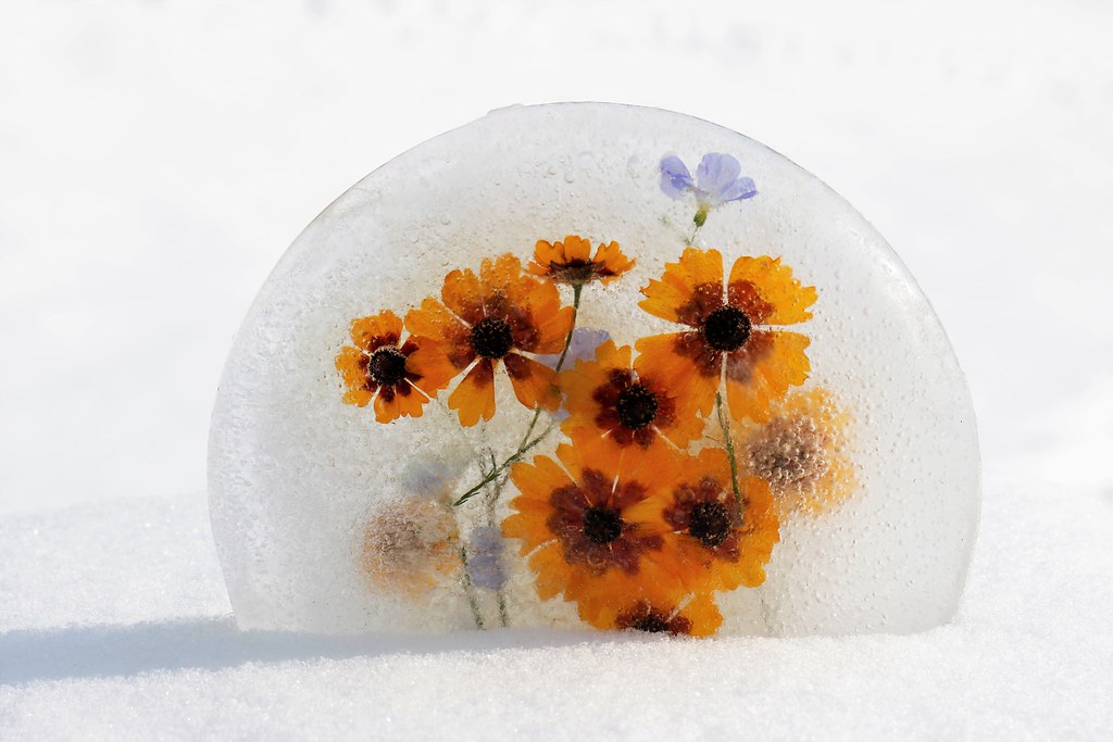 Summer flowers in the snow. I froze them in the Summer. Flickr