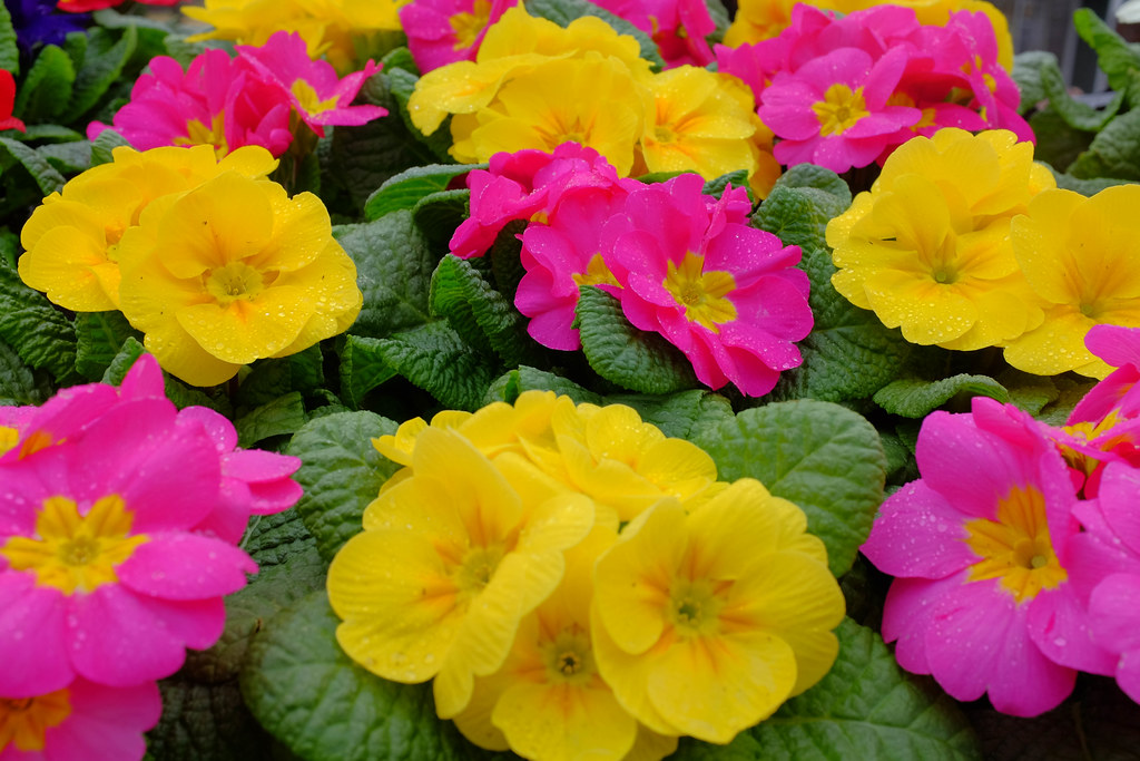 Primroses Sickles Market Rumson, N.J. SteveG1949 Flickr