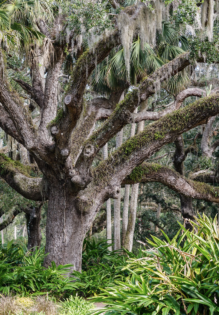 the old one oak tree, Washington Oaks State Park, Fla. Son… Flickr