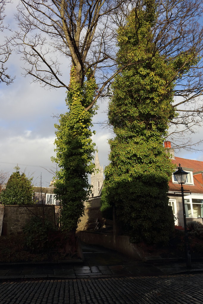 Albert Terrace Gardens,Aberdeen_jan 18_725 Alan Longmuir. Flickr