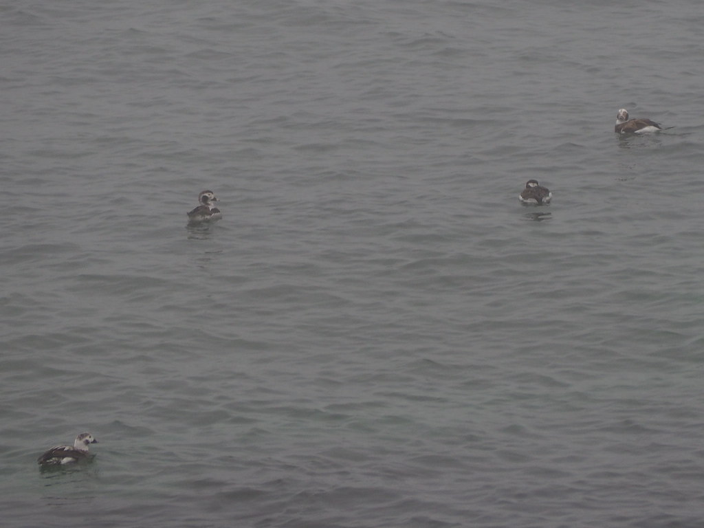 Water Birds wintering in Lake Ontario Large flocks of wate… Flickr