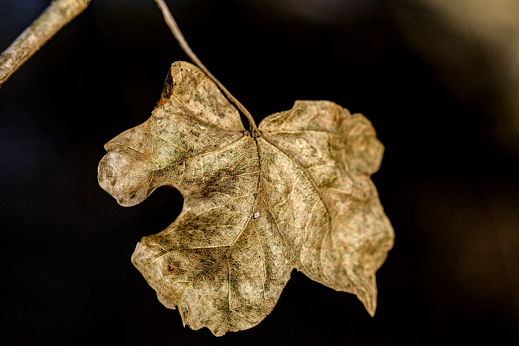 FOGLIA D'ORO. LA BELLEZZA DELL'AUTUNNO. Chi pensa che le f… Flickr