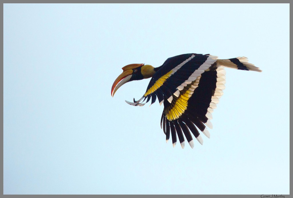 Great IndianHornbill Gowri J Murthy Flickr