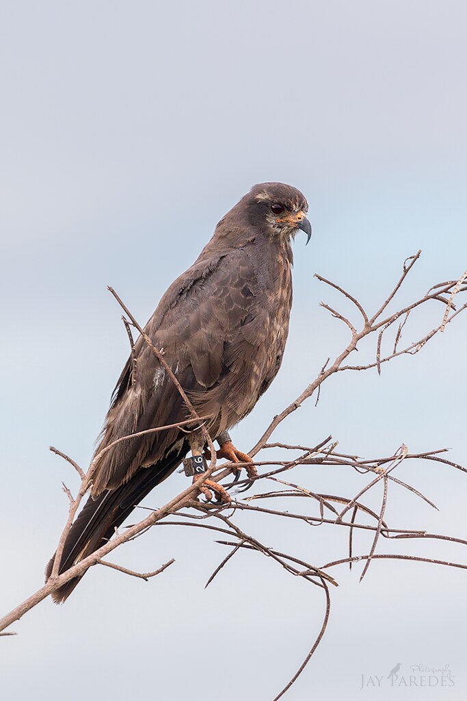 Juvenile Snail Kite with Federal Color Tag 26 a photo on Flickriver