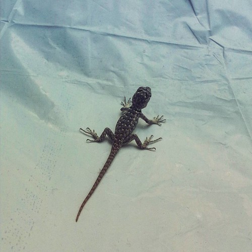 Gecko in your home is supposed to be good luck. Thus littl