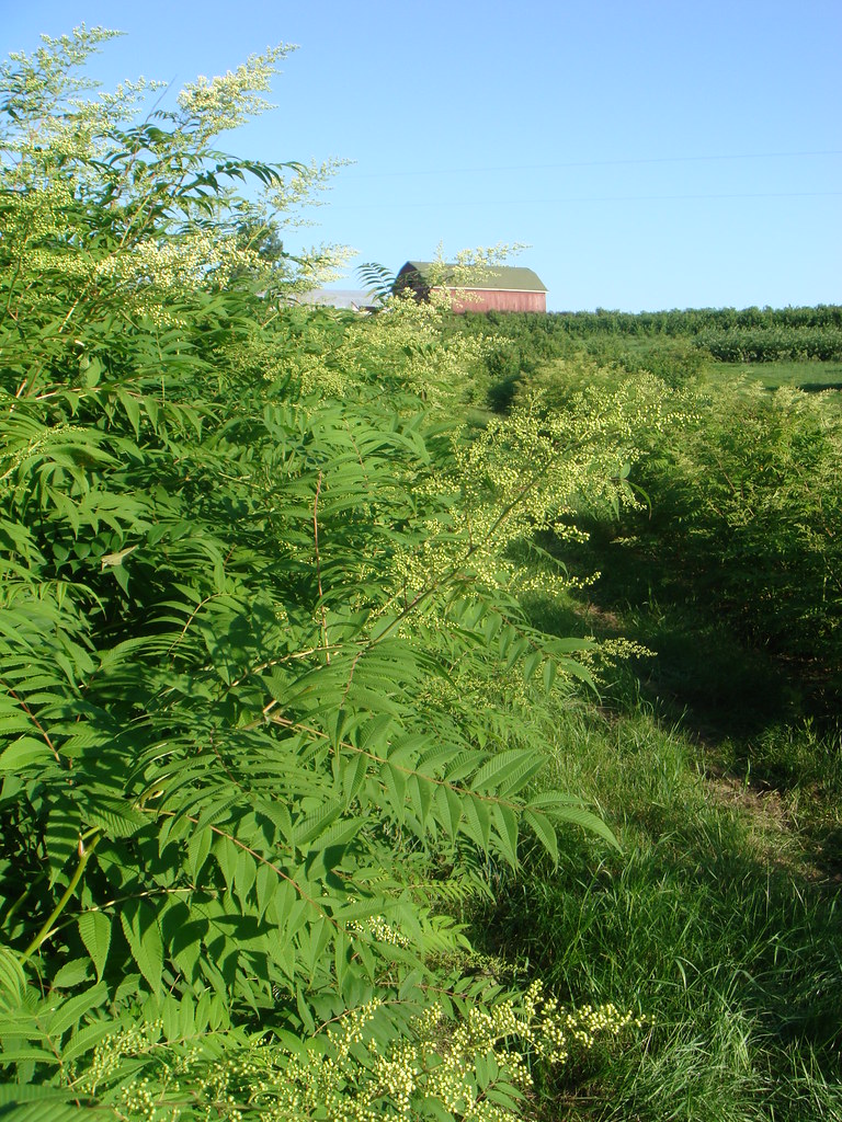 Star Valley Landscape Barn Star Valley Flowers in Soldiers… Flickr