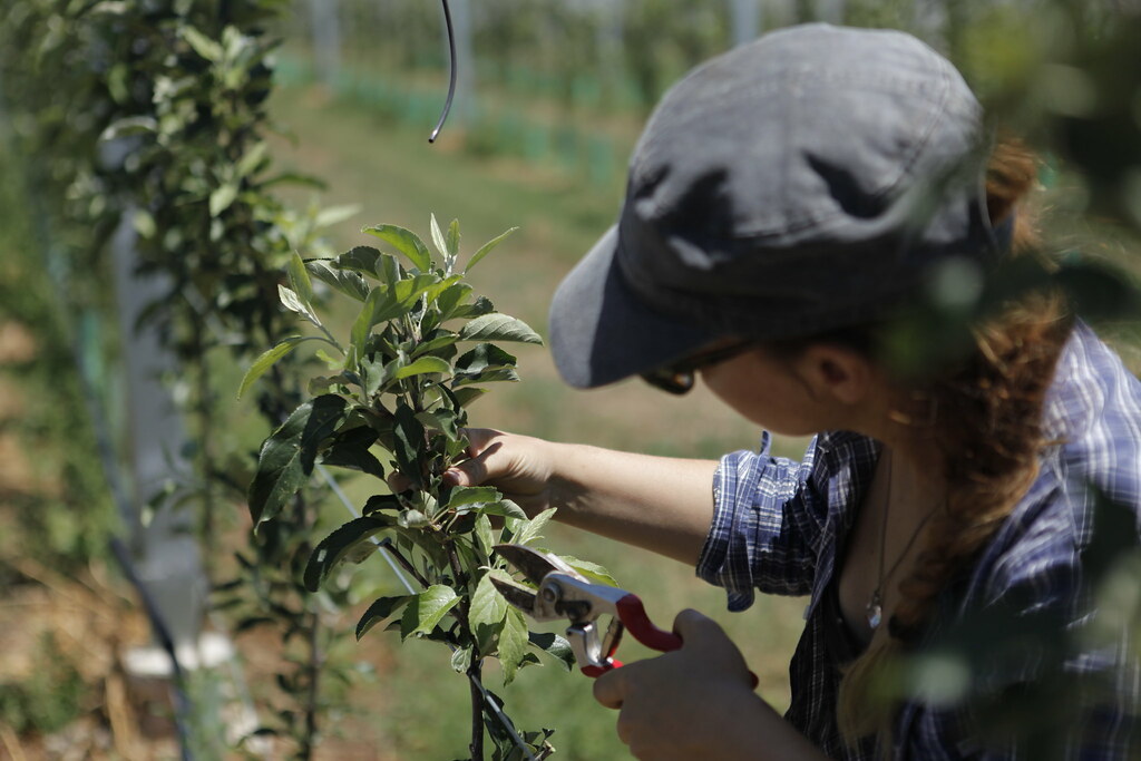_MG_6855 Pruning and training young apple trees Apple and Pear Australia Ltd Flickr