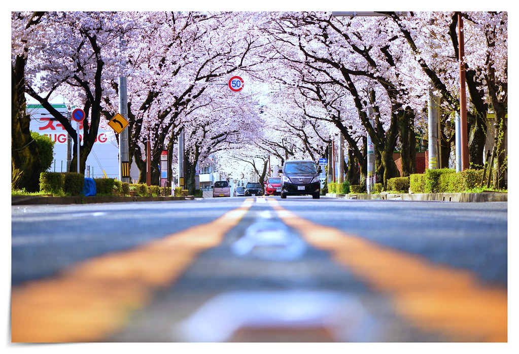 Cherry blossom © Nyi Nyi Myanmar Flickr