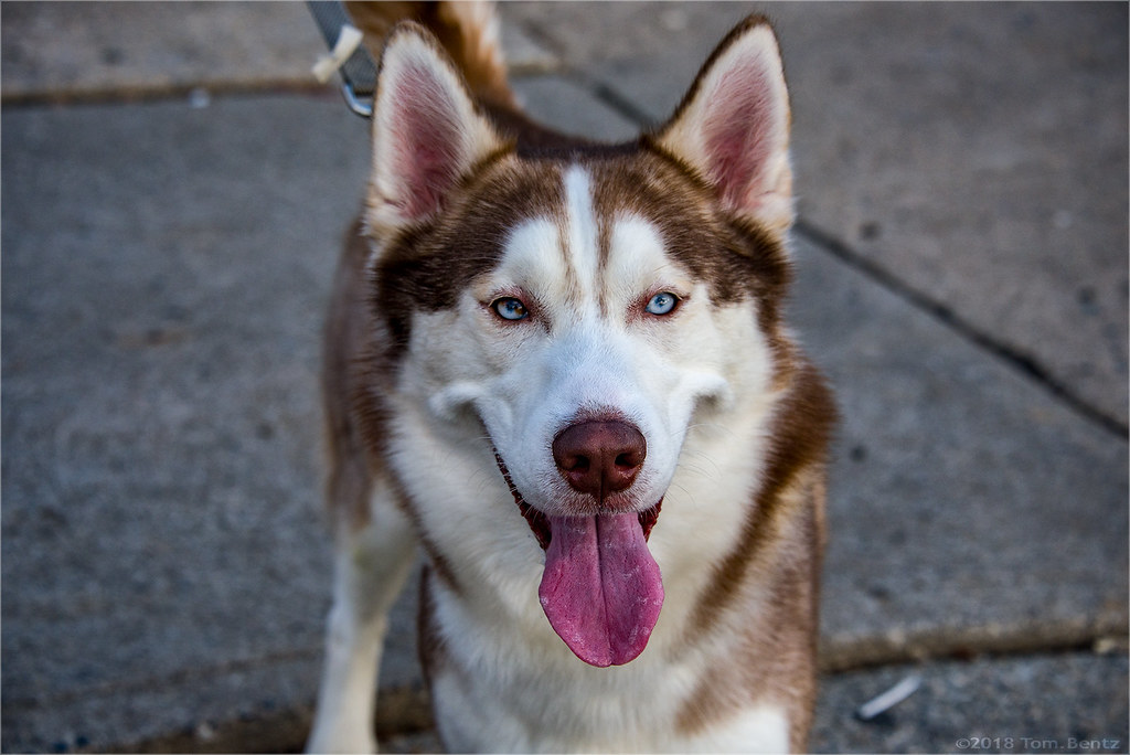 Meet Zulu This handsome husky was too busy smelling everyt… Flickr
