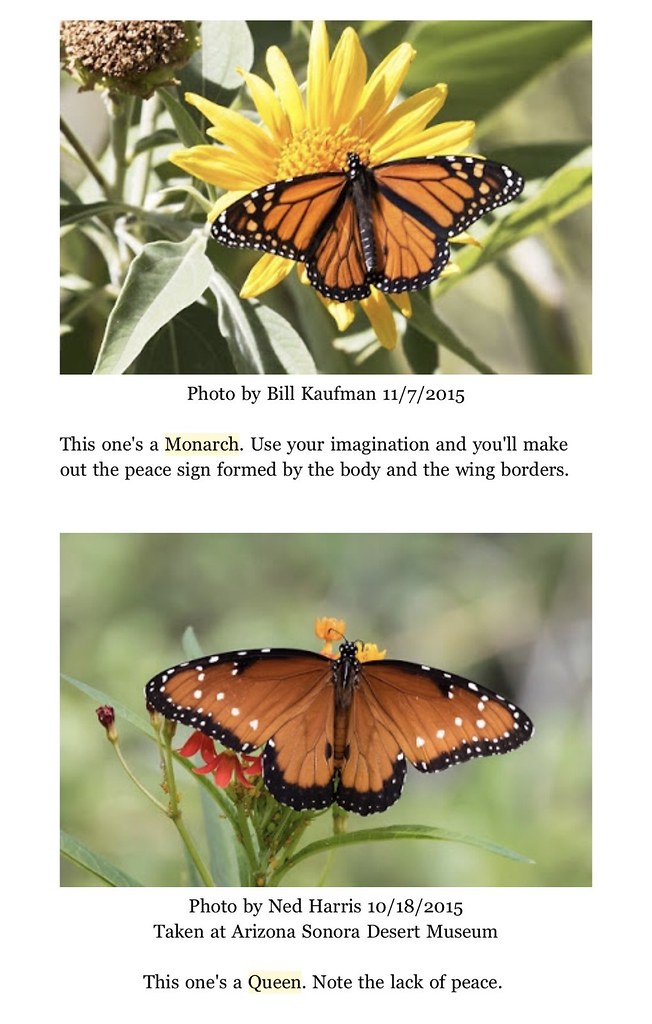 Distinguishing Monarch vs. Queen Butterflies Top of Wing… Flickr