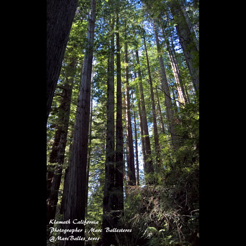Trees of Mystery , Klamath , Klamath California , Californ… Flickr