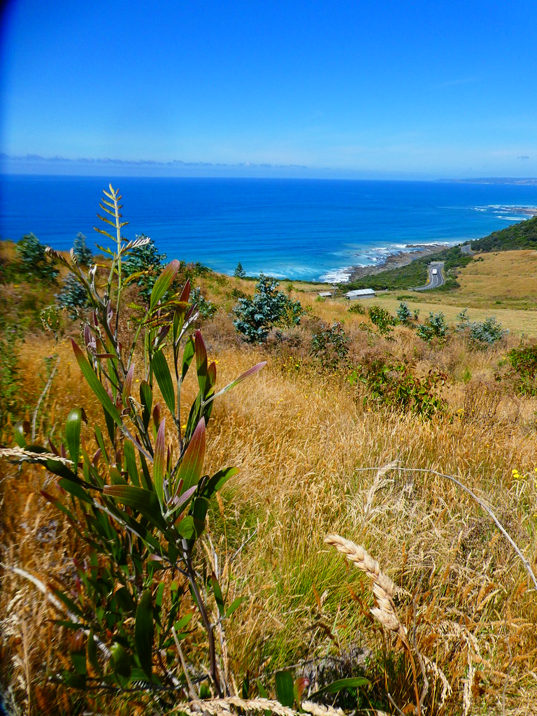 Blackwood on Wood's property along the Great Ocean Road, 1… Flickr
