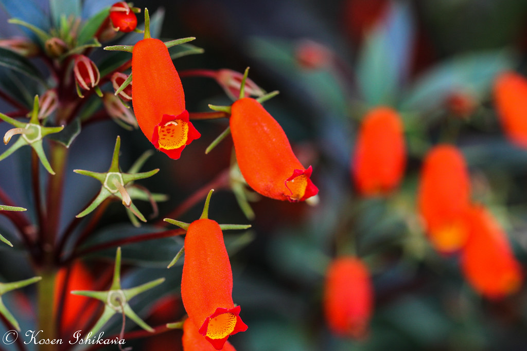 Gloxinia Sylvatica Cha Gloxinia