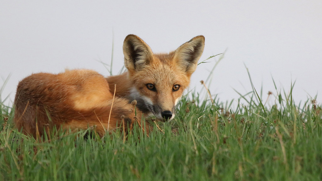 Red Fox Fort Collins Colorado William Moore Flickr
