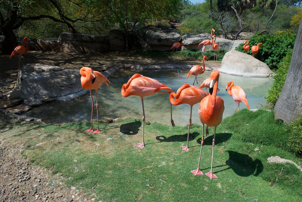 TX Brownsville zoo Feb 2018 22432 Brownsville TX zoo Feb 2… Flickr