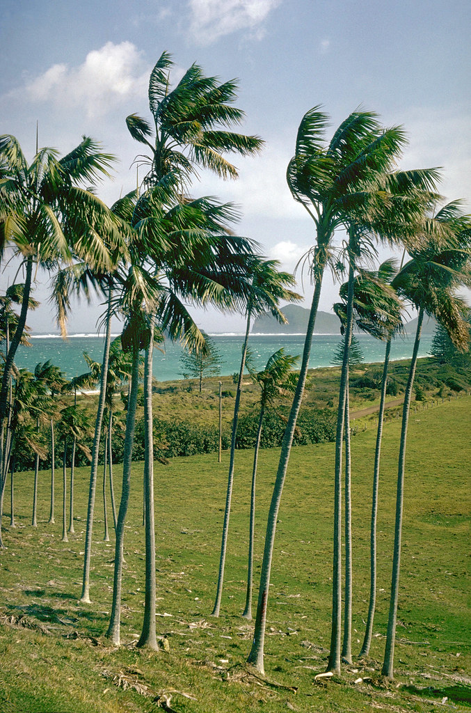 Lord Howe Island palms in 1965 This is a view taken back i… Flickr
