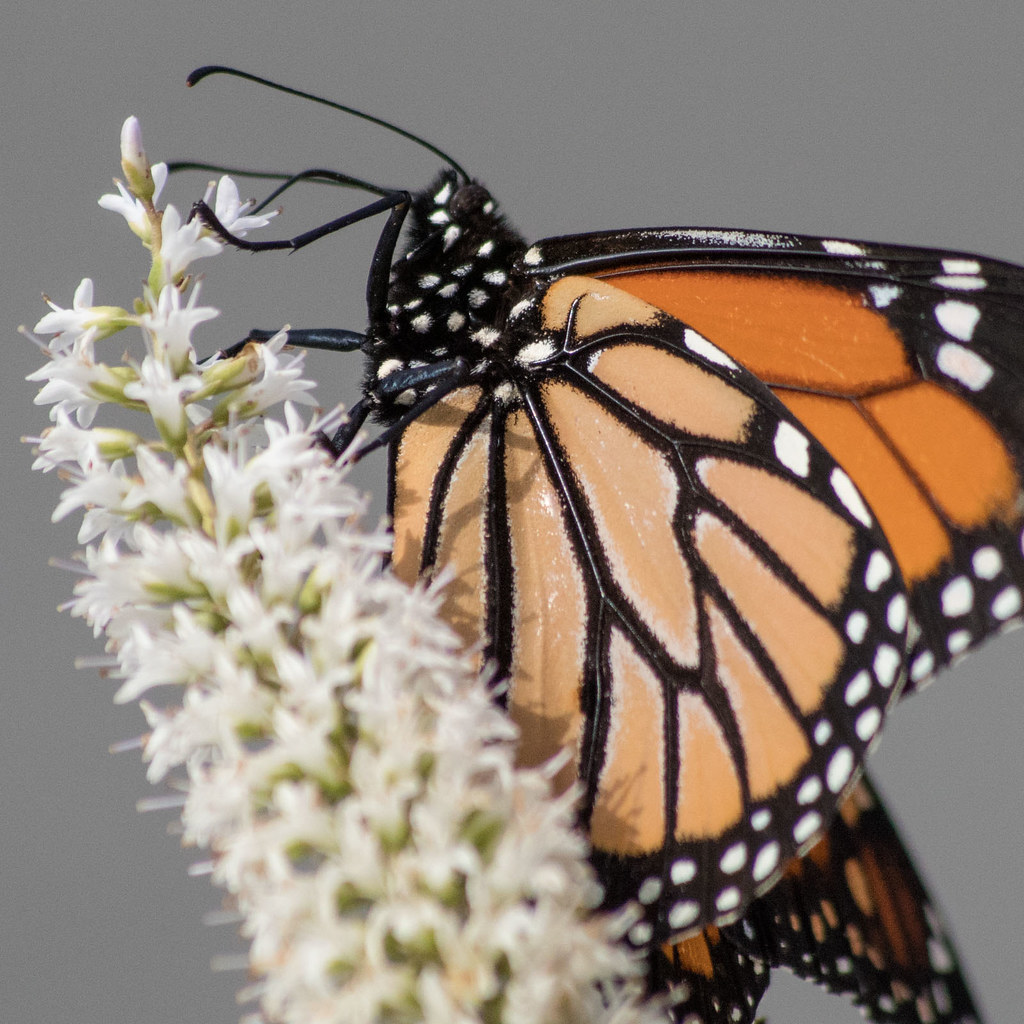 New Zealand Monarch A New Zealand Monarch butterfly (Danau… Flickr