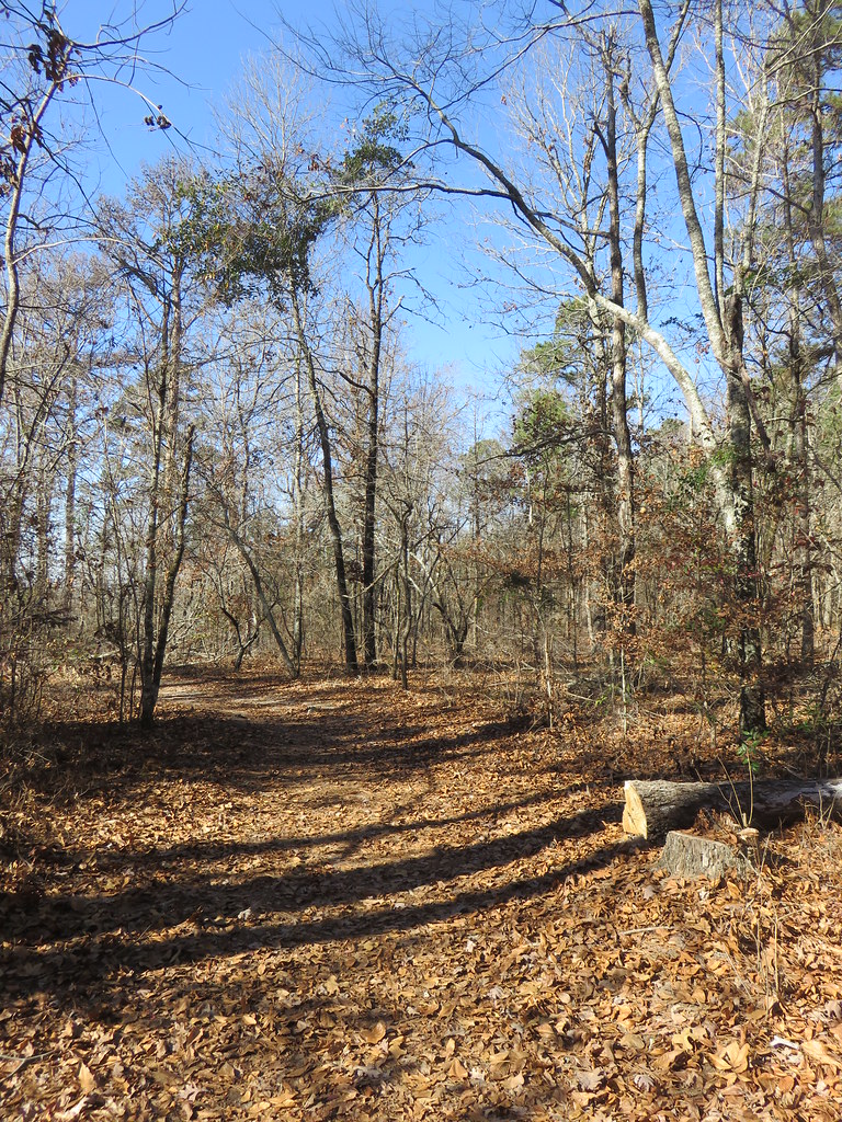 Driskill Mountain (Bienville Parish, Louisiana) At an elev… Flickr