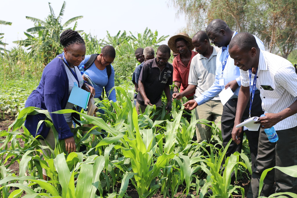 Farmers in Malawi during a training session as part of a FAOsupported