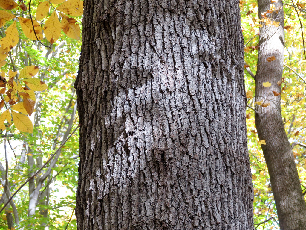 Black Oak Quercus velutina. Rock Creek Park, Washington, D… Flickr