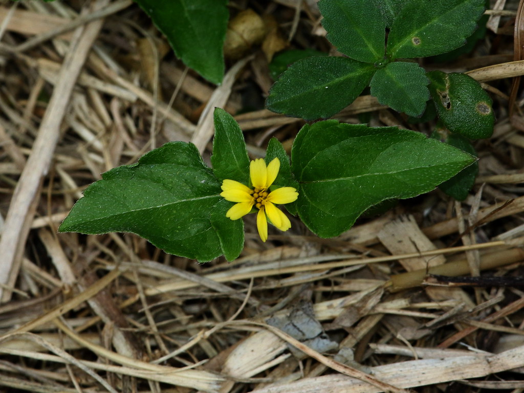 Straggler Daisy (Calyptocarpus vialis), Flamingo, Everglad… Flickr