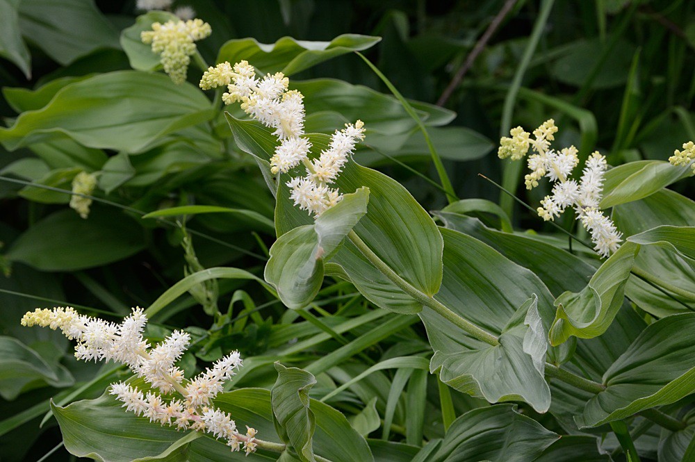 Maianthemum racemosum (Feathery False Lily of the Valley) Flickr