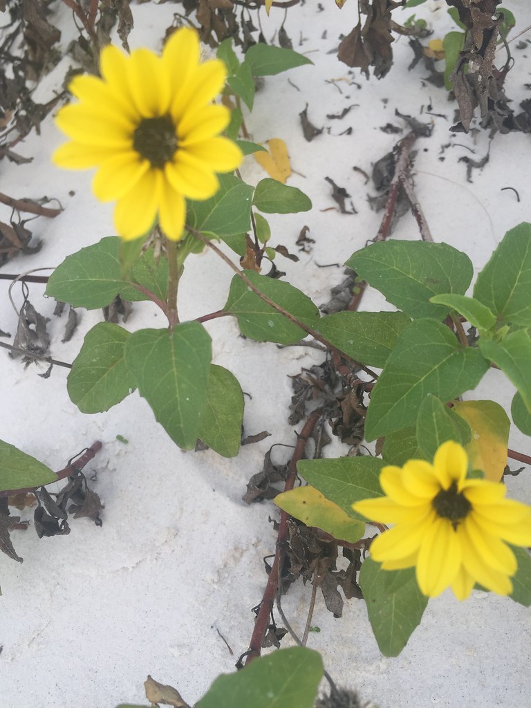 Flowers on Clearwater Beach, FL Missb Neva 🌺 Flickr