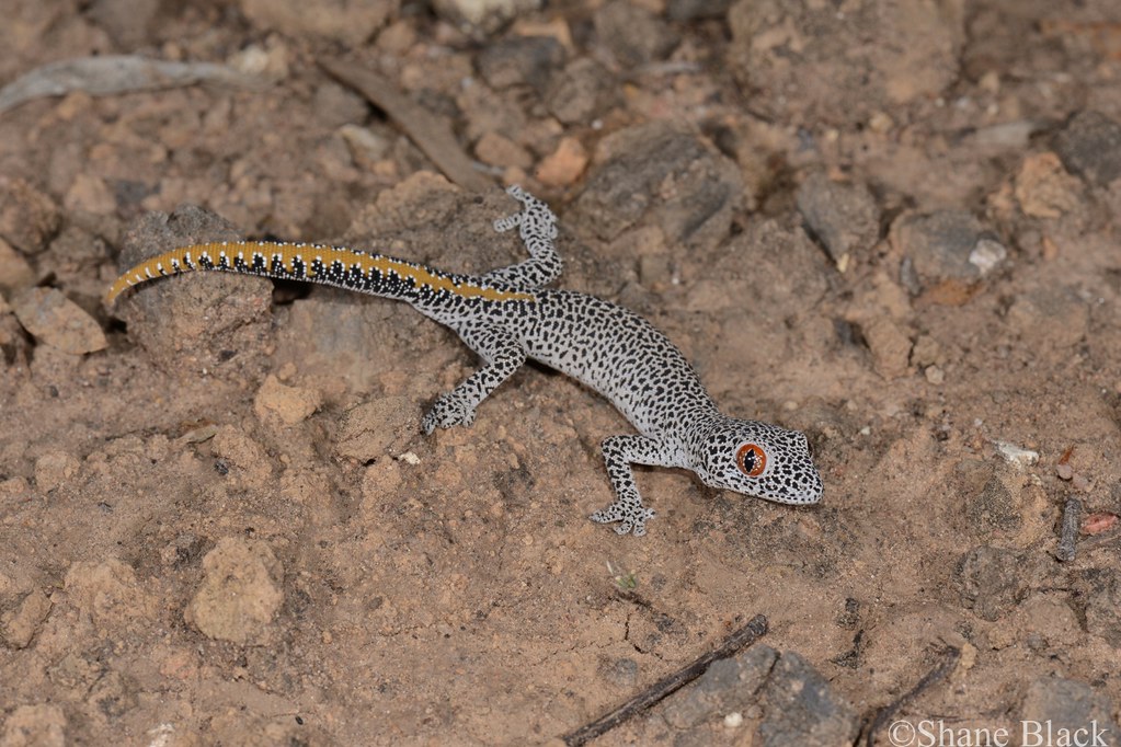 Goldentailed Gecko (Strophurus taenicauda) Westmar area