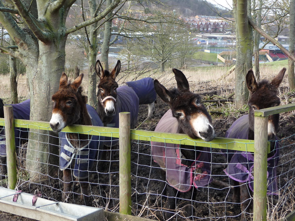 Donkeys awaiting treats Scarborough beach donkeys in their… Flickr