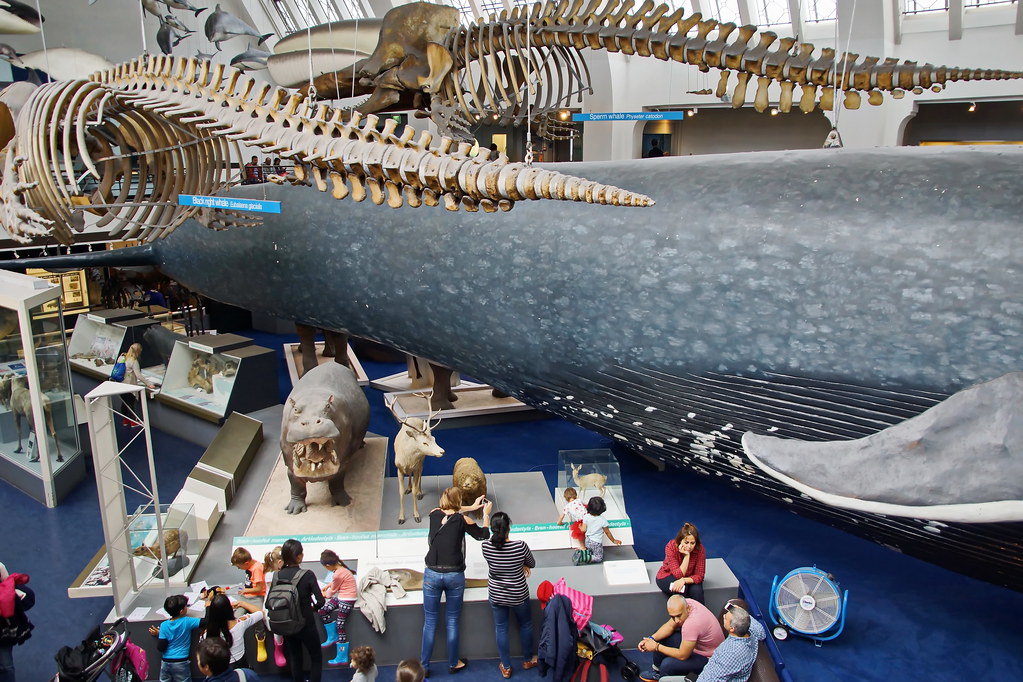 Natural History Museum London a photo on Flickriver
