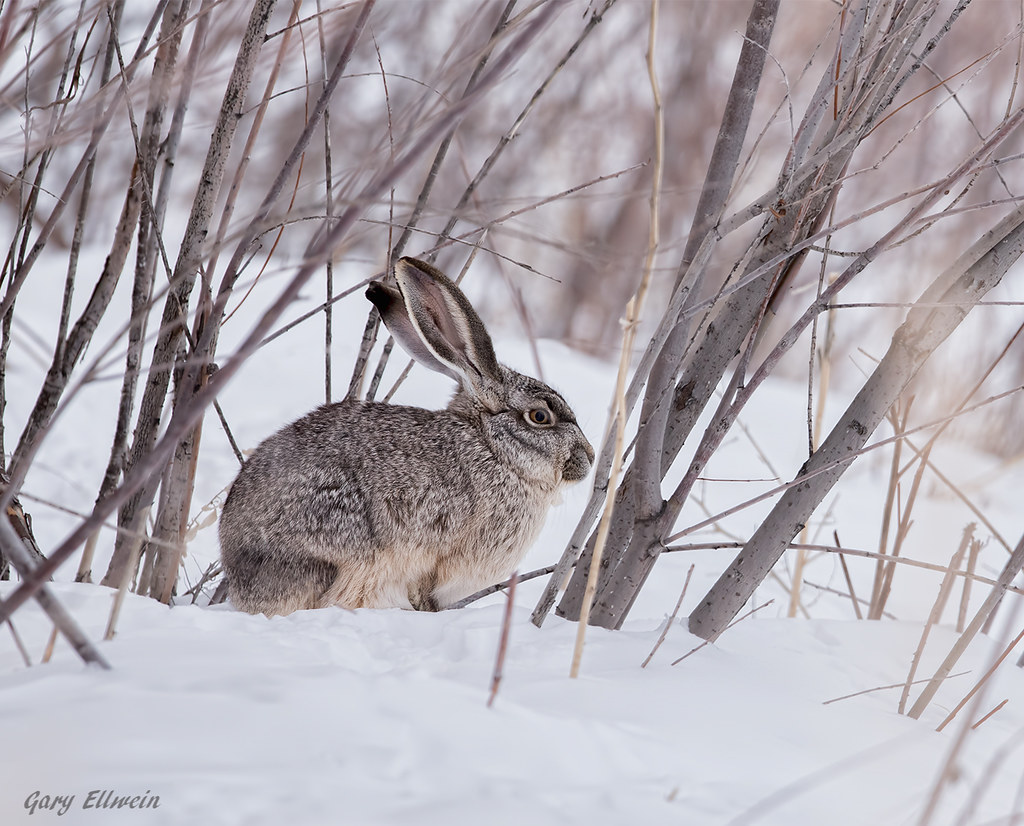 JACK RABBIT Mud Lake WMA SE Idaho. Why has this fellow not… Flickr