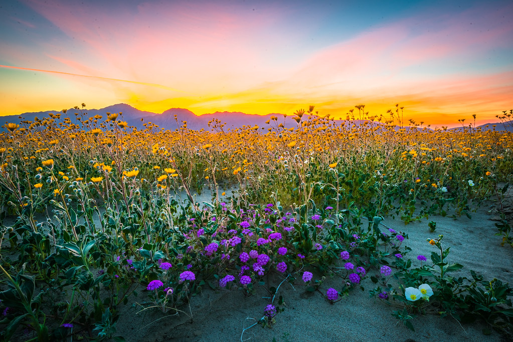 California Wildflowers Superbloom Carrizo Plain National M… Flickr