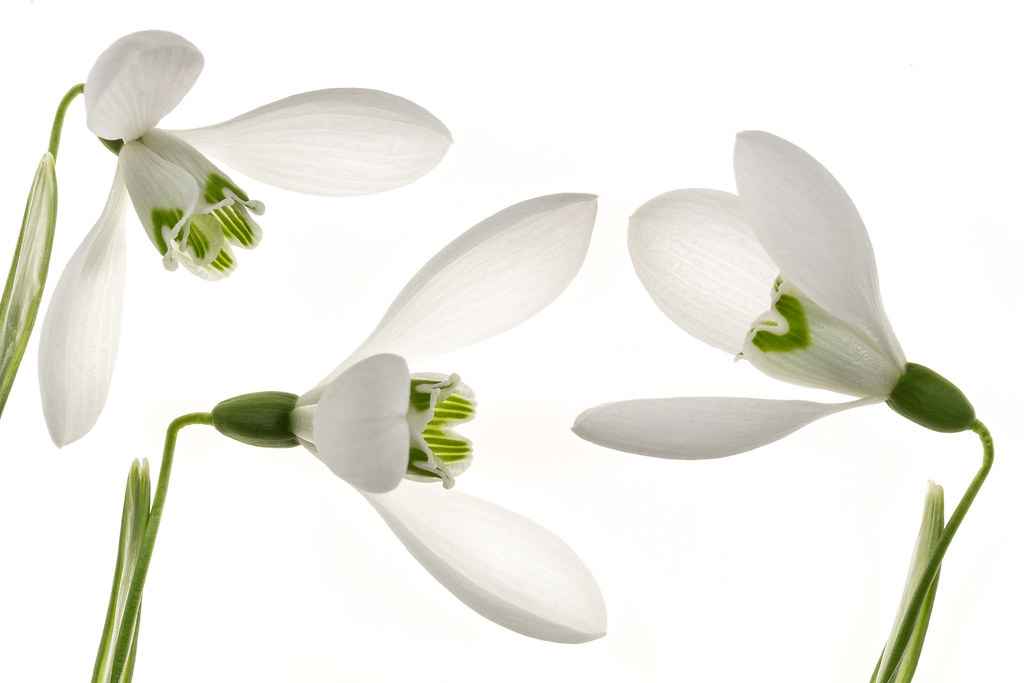 Snowdrop Trio 23/365 1434 Using my Christmas present ligh… Flickr