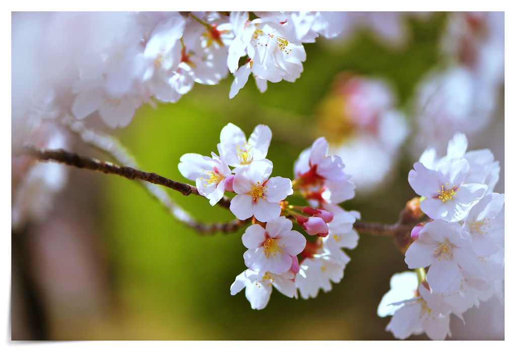 Cherry blossom © Nyi Nyi Myanmar Flickr
