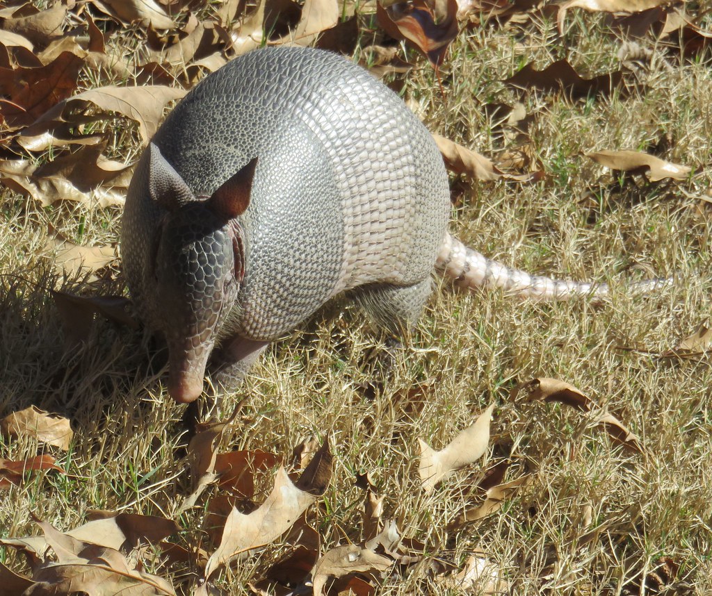 Arkansas Post National Memorial Armadillo (Arkansas County… Flickr