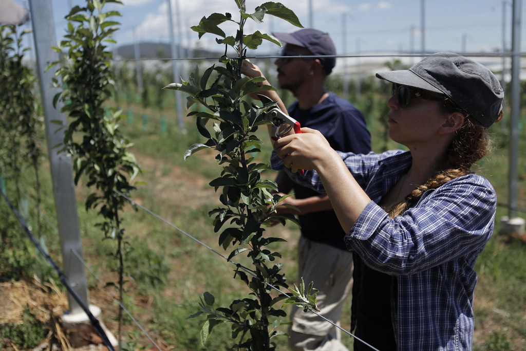 _MG_6856 Pruning and training young apple trees Apple and Pear Australia Ltd Flickr