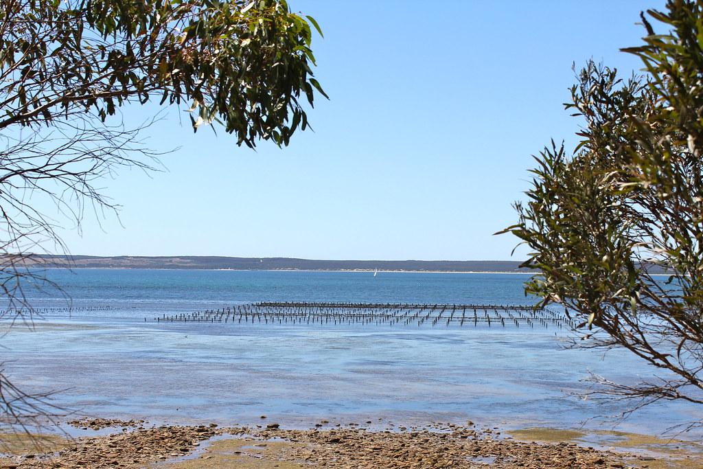 American River Oyster Farm Kangaroo Island Vanessa Brady Flickr