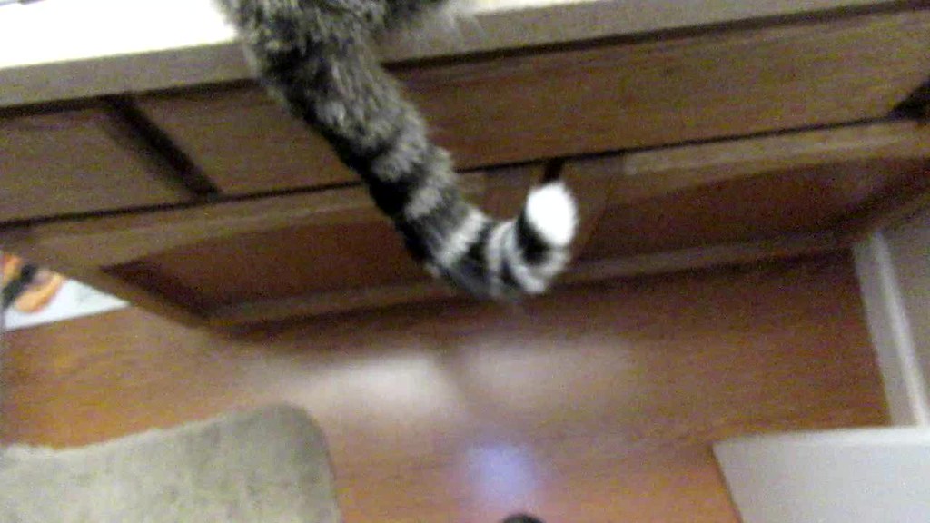 Hypnotic Cat Tail Hypnotic Cat Tail Are you getting slee