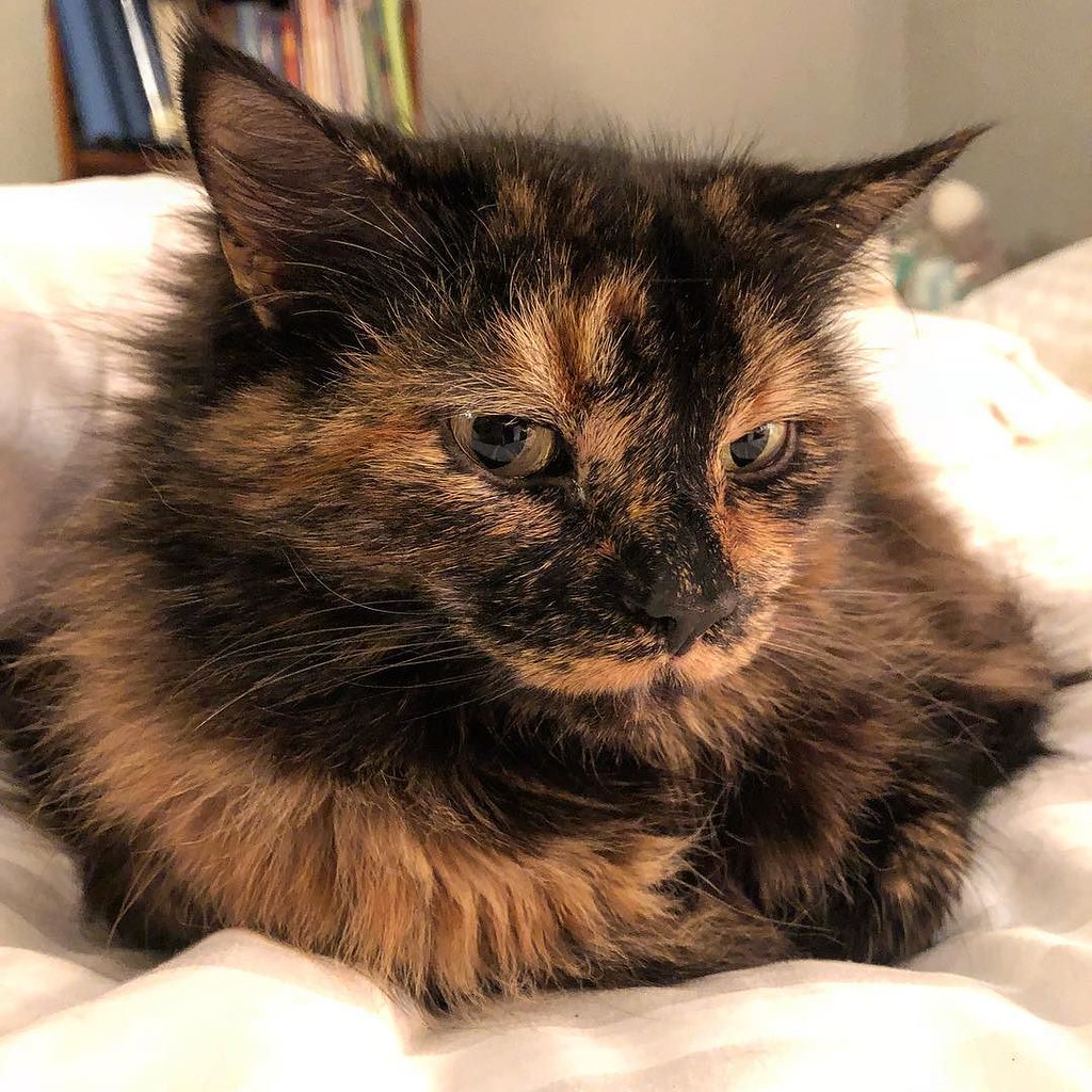 Someone rediscovered how warm Mama’s bed is when Mama gets… Flickr