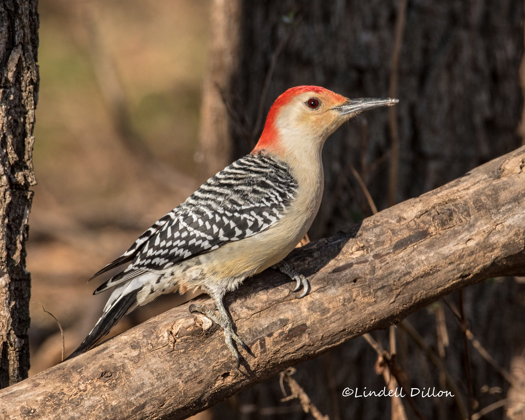 Redbelly Male Redbellied Woodpecker in the Oklahoma Cross… Flickr