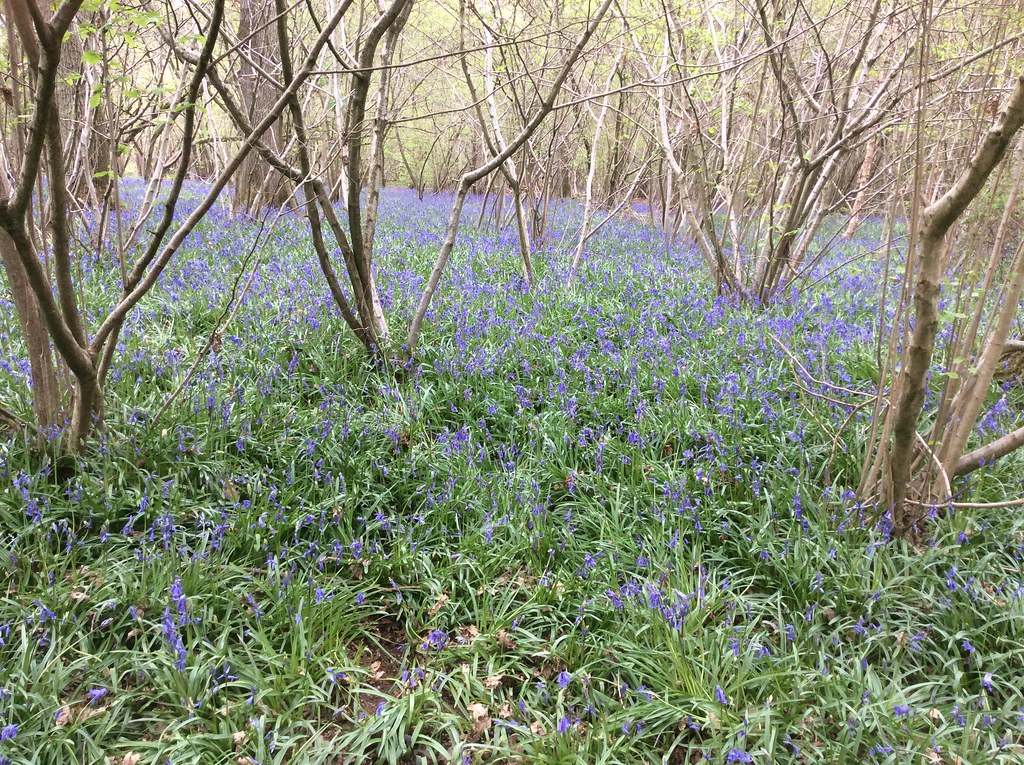 356. Bluebells near Burgess Hill suangeals Flickr