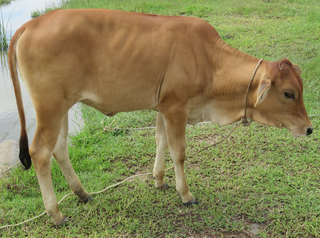 Vietnamese Cow (Xuân Hưng, Vietnam) As seen from Vietnam N… Flickr