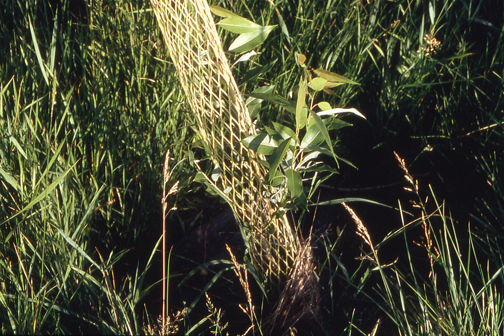 Riparian97.tif Planting willows along the Yellowstone Rive… Flickr