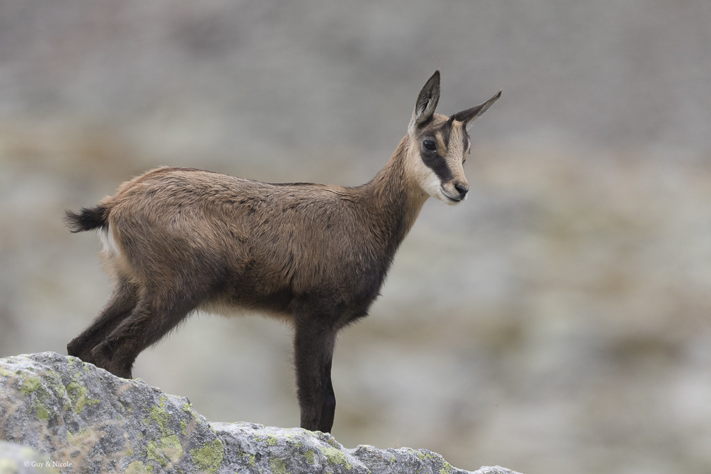 Chamois Rencontre inattendue après une belle journée en mo… Flickr