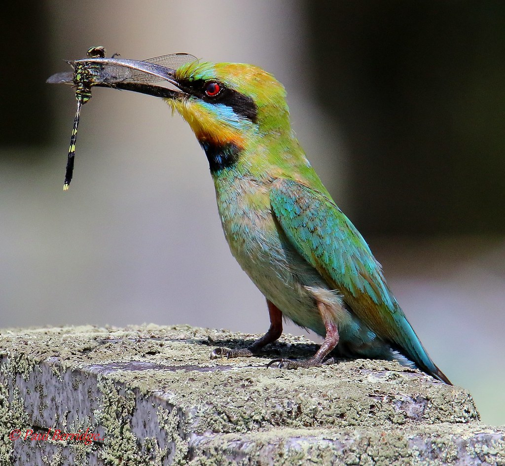 Rainbow Bee Eater Rainbow beeeater. Merops ornatus Rainbo… Flickr