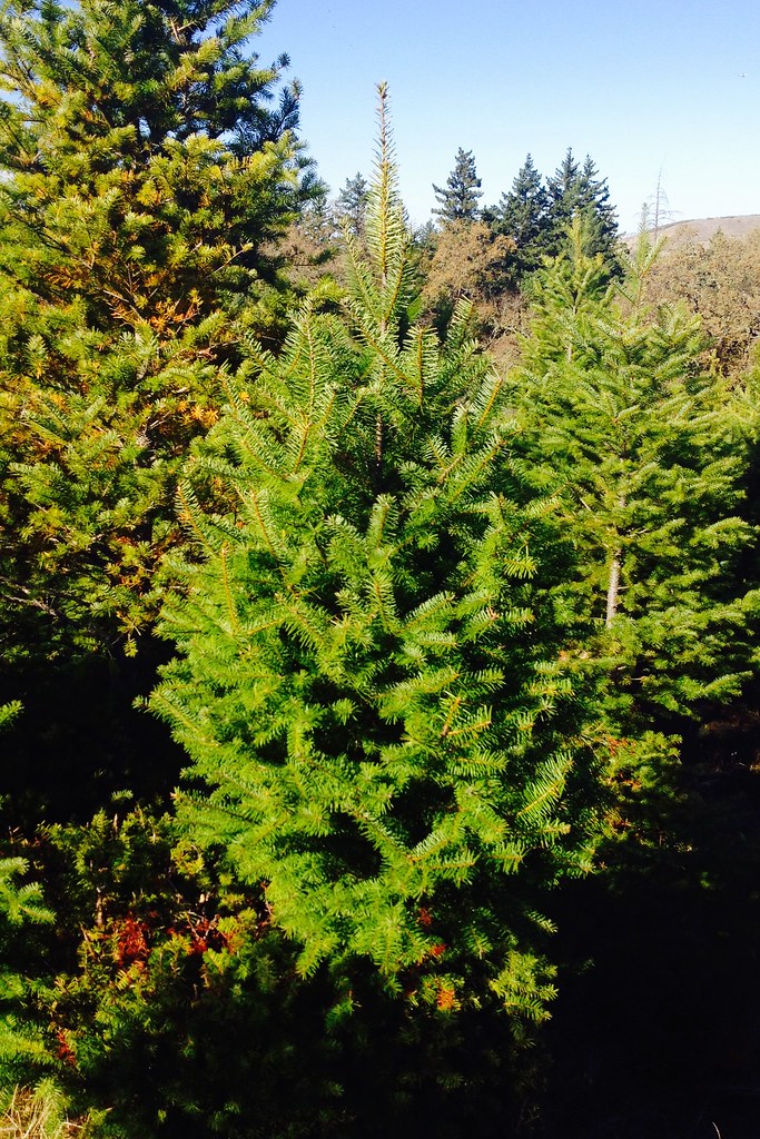 Cute tree, Skyline Christmas Tree Ranch IMG_2486 Bill Abbott Flickr